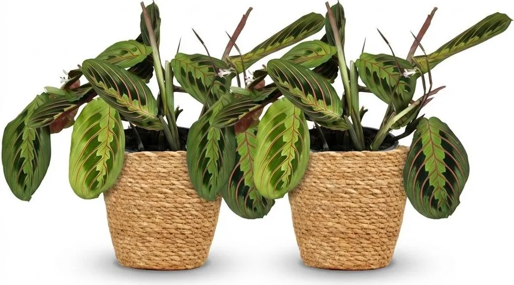 Maranta Fascinator Tricolour Foglia di preghiera – Set da 2 Piante da appartamento in cesto Ø12cm Altezza25cm – Pianta verde adatta agli animali domestici – Facile da curare – Per soggiorno, ufficio, camera da letto