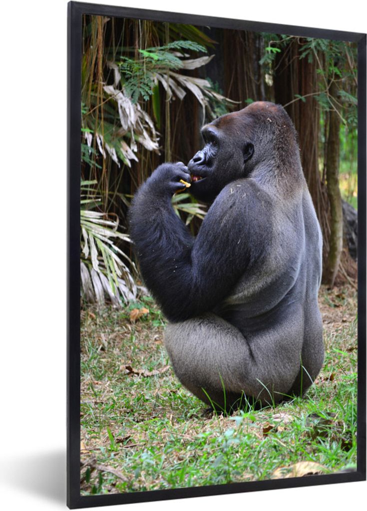 MuchoWow Gerahmtes Poster Seitenansicht eines fütternden Gorillas 60x90 cm - Poster mit Schwarzem Bilderrahmen Wandposter Rahmen Foto Bilder - K...