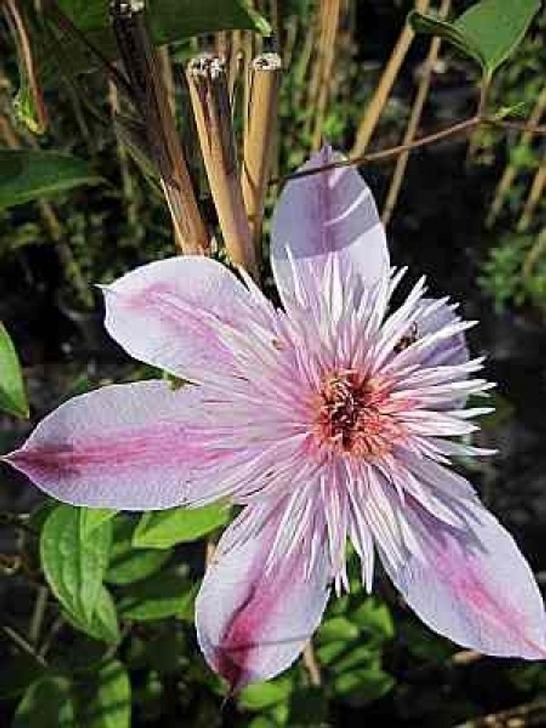 Clematis Empress TM Evipo 011 (N) (60 - 100 cm) - Waldrebe / Klematis