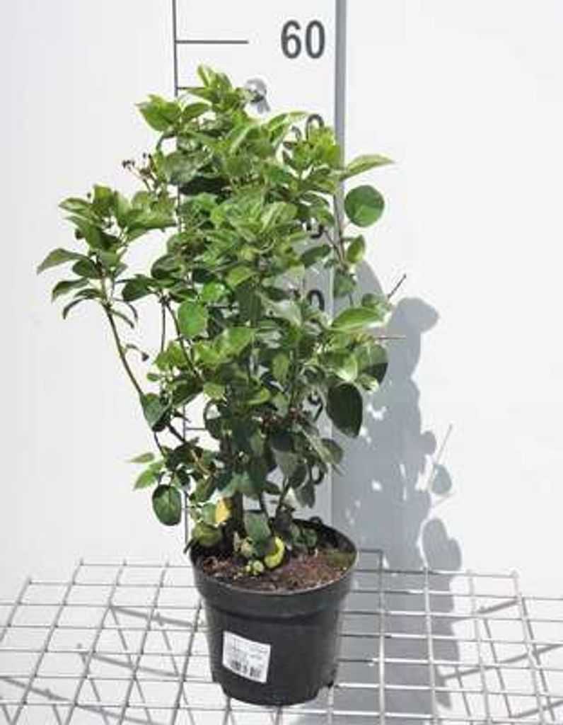 Viburnum tinus 'Lisa Rose'® - Schneeball 25- 30 cm - Produktbild 