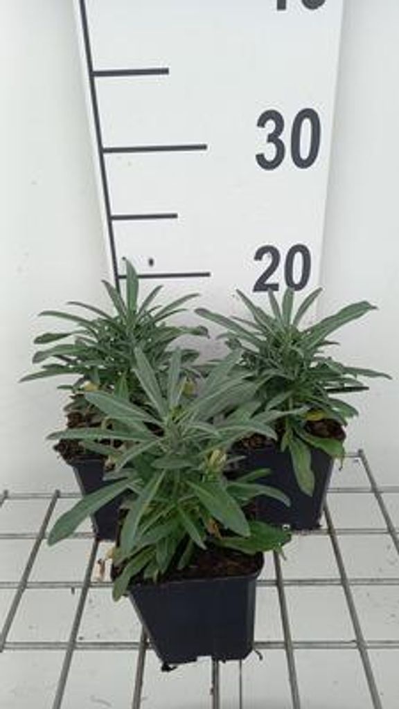 6 x Erysimum hybr. 'Fragrant Sunshine' - Mauerkraut - Topf 9 x 9 cm