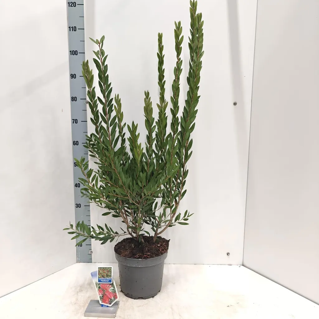 Callistemon Inferno Yanferno - Floraison Rouge Intense en Pot 90 cm