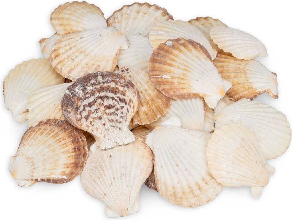 Pecten radula 0,5 kg, 5-7 cm, Kammmuscheln