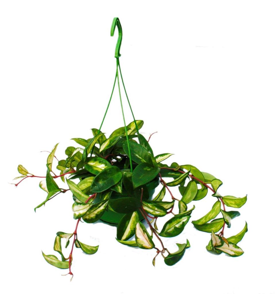 Zimmerpflanze zum Hängen - Hoya carnosa rubra - Produktbild 
