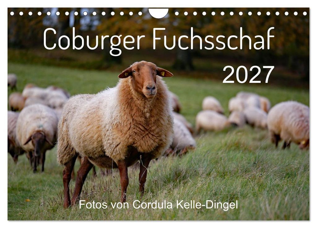 Coburger Fuchsschaf (Wandkalender 2027 DIN A4 quer), CALVENDO Monatskalender