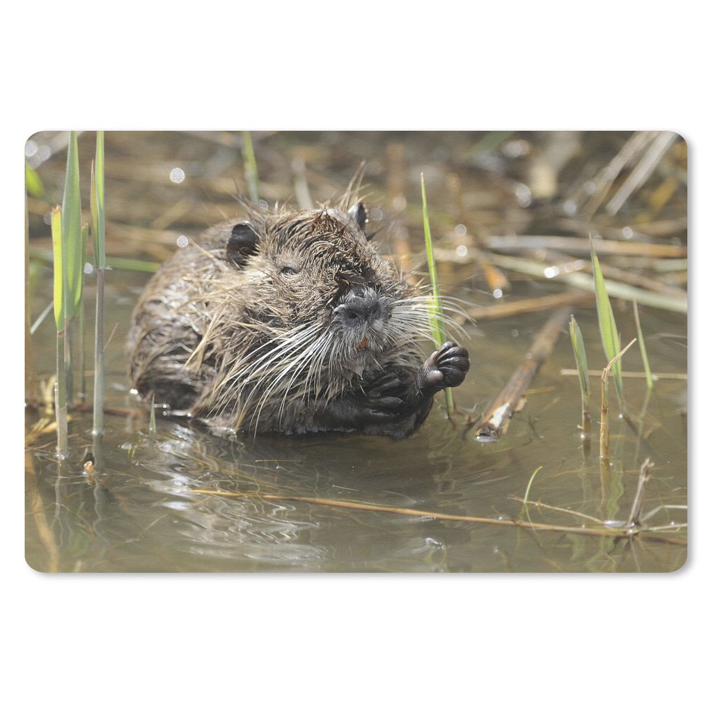 MuchoWow Mauspad Mousepad Ein Biber in der Camargue 27x18 cm - Mousepads - Maus Mat - Pad - Mausunterlage - Büroartikel - Desk Matten