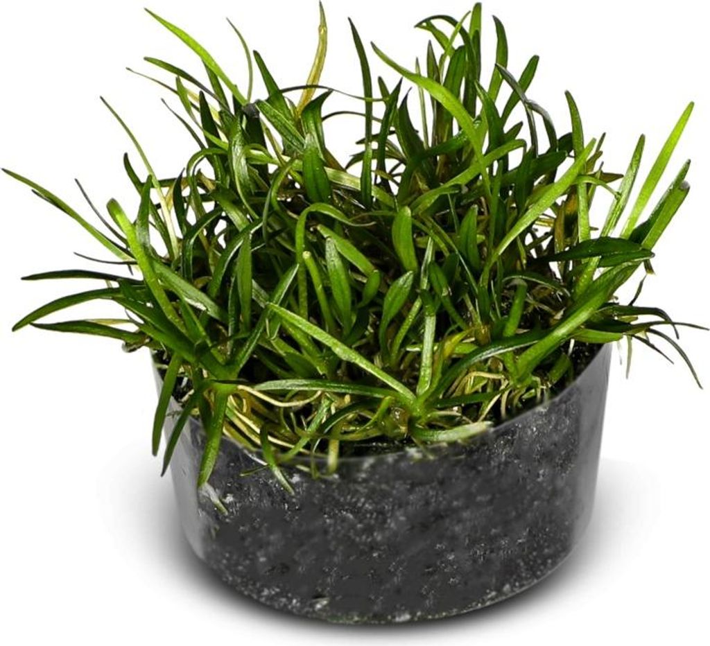 Eco Plant Echinodorus Tenellus - roślina invitro 5 sztuk Zdjęcie produktu 