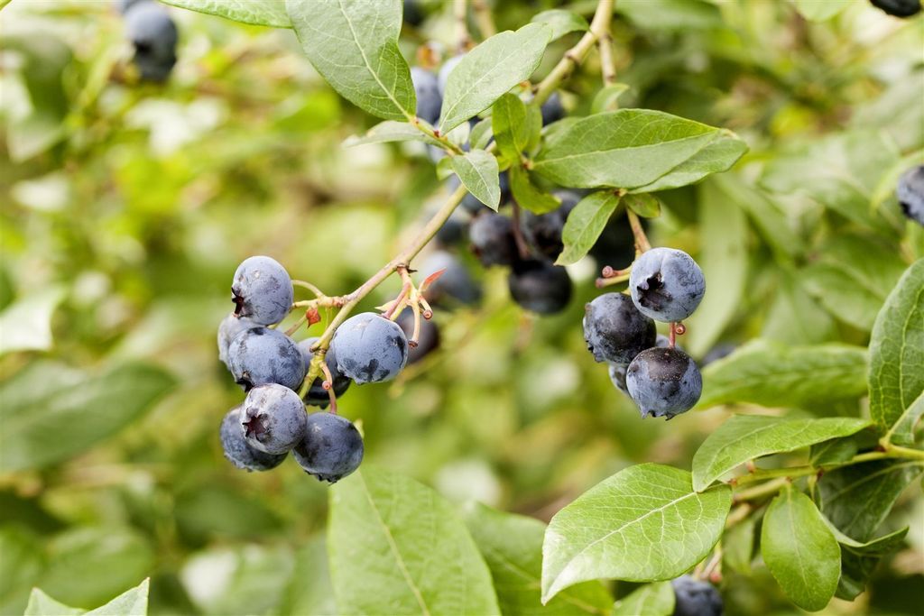 Vaccinium corymbosum 'Meader', Heidelbeere, 25–30 cm, ertragreich