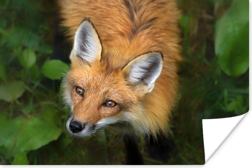 MuchoWow Poster Fuchs - Grün - Orange 60x40 cm - Schlafzimmerdekoration