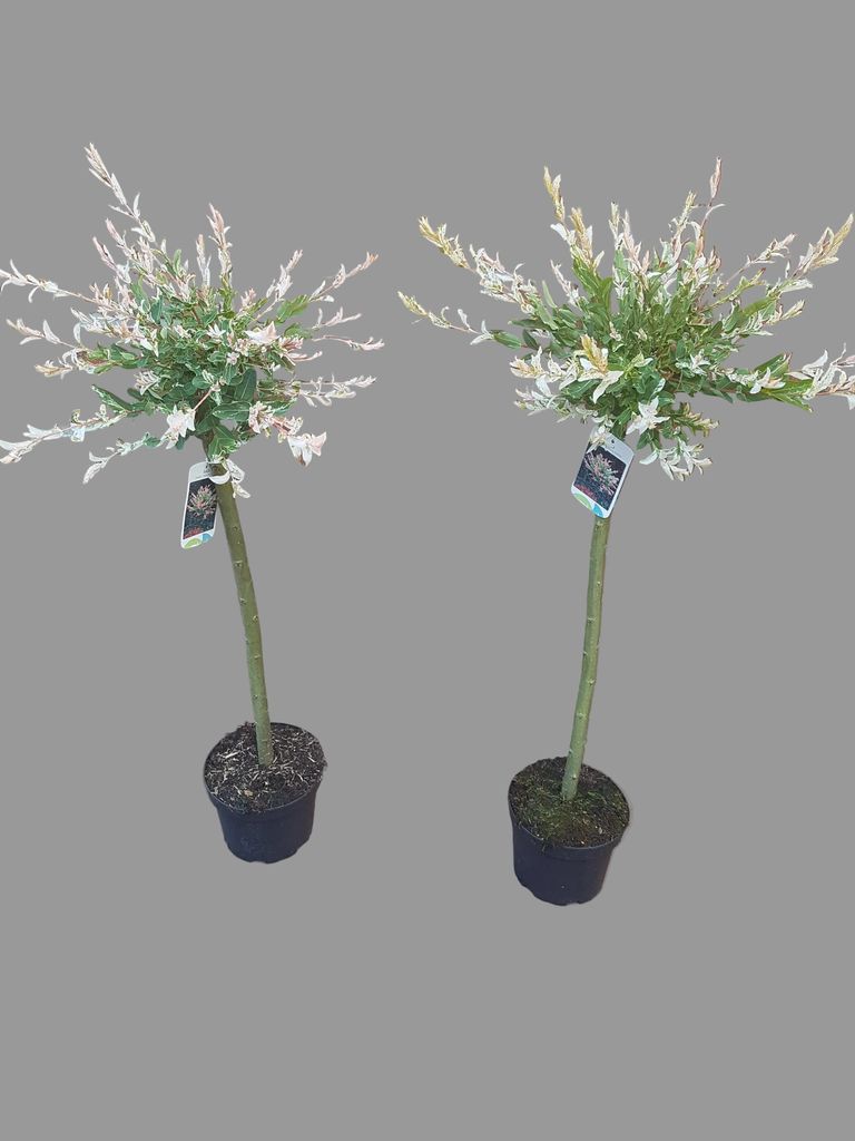 2x Harlekinweide Hakuro Nishiki 110–120 cm – winterhartes Produktbild 