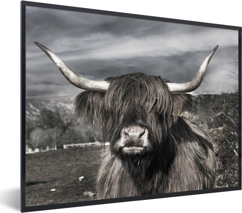 MuchoWow Gerahmtes Poster Schottischer Highlander - Tiere - Hörner 40x30 cm - Poster mit Schwarzem Bilderrahmen Wandposter Rahmen Foto Bilder - ...