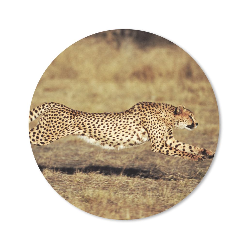 MuchoWow Mauspad Mousepad Vorderansicht eines weiblichen Geparden 40x40 cm - Mousepads - Maus Mat - Pad - Mausunterlage - Schreibtisch Accessoires