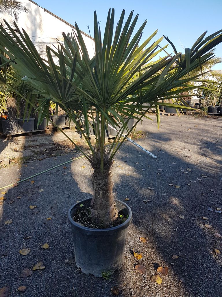 Hanfpalme Trachycarpus Fortunei Winterharte Palme Stamm ca. 30-40 cm Höhe ca. 160 cm