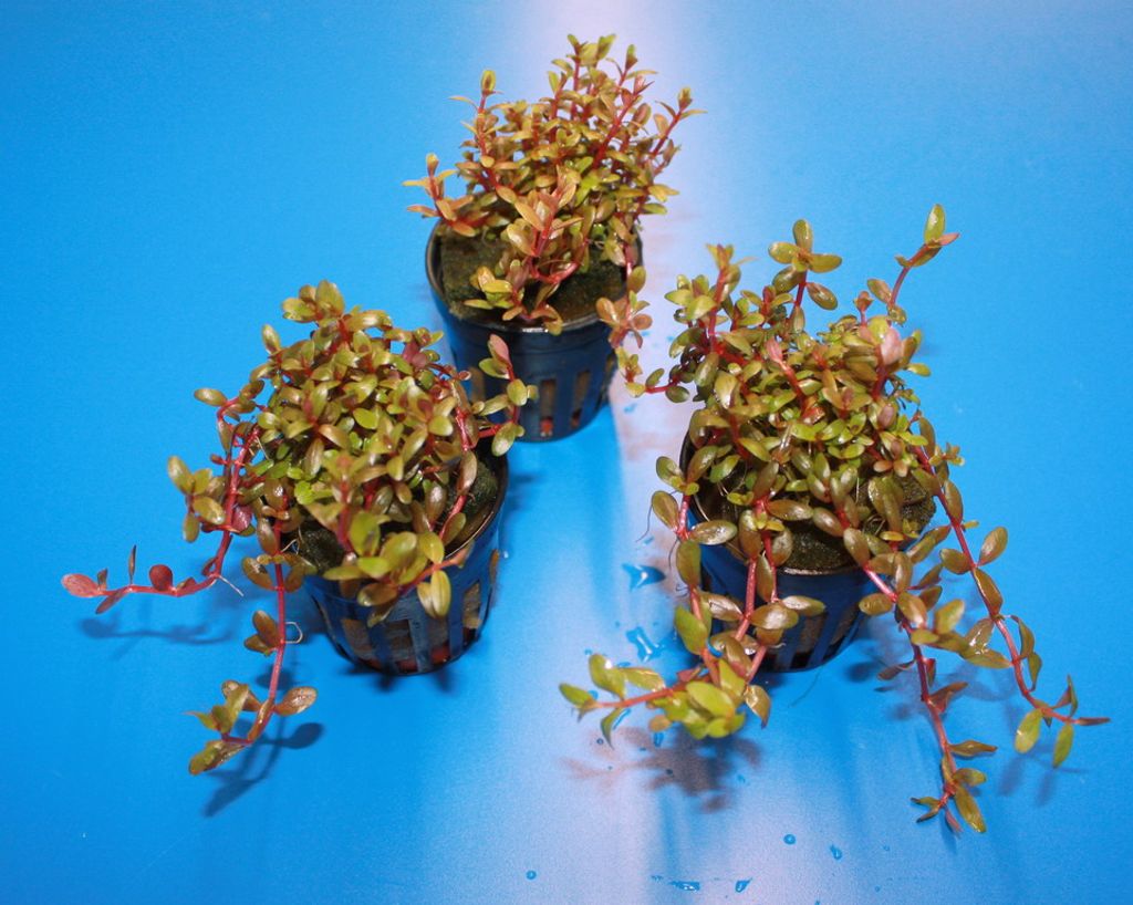 RARITÄT Farbige Rotala / Rotala sp. | Kaufland.de