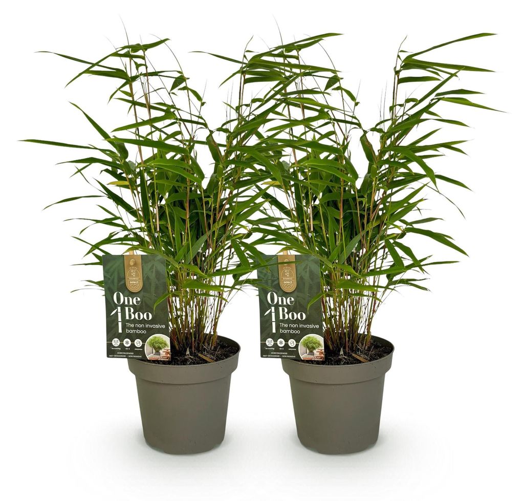 Green boutiQ - Bamboe - Fargesia rufa - Groen - 2 Planten - Image du produit 