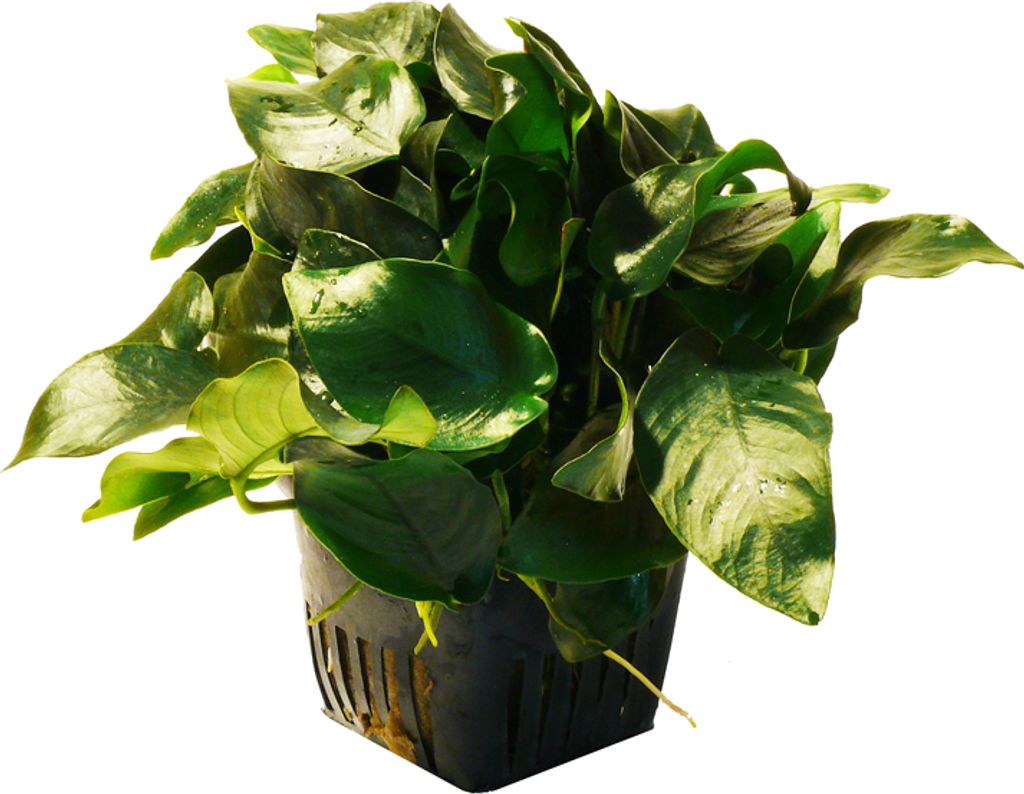 Mutterpflanze Zwerg-Speerblatt (Anubias barteri nana)