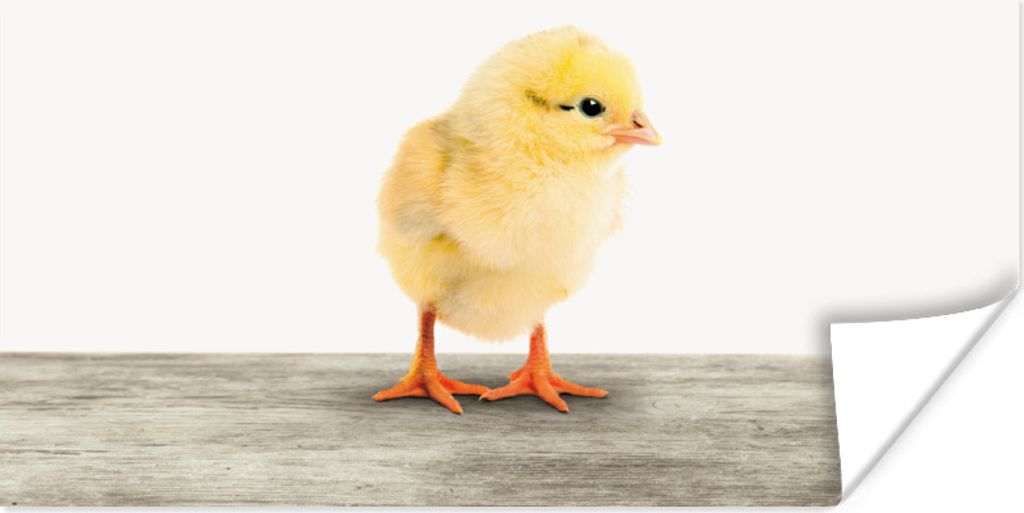 MuchoWow Poster Küken - Tiere - Jungen - Mädchen - Kinder 120x60 cm - Bild