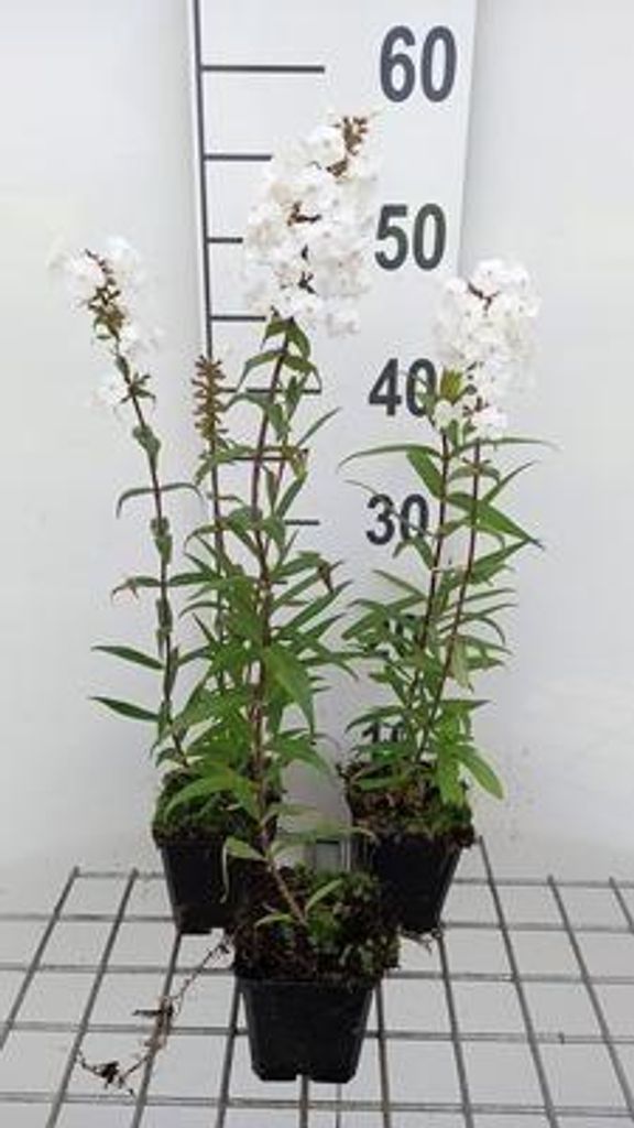 6 x Phlox (m) 'Delta' - Flammenblume - Topf 9 x 9 cm