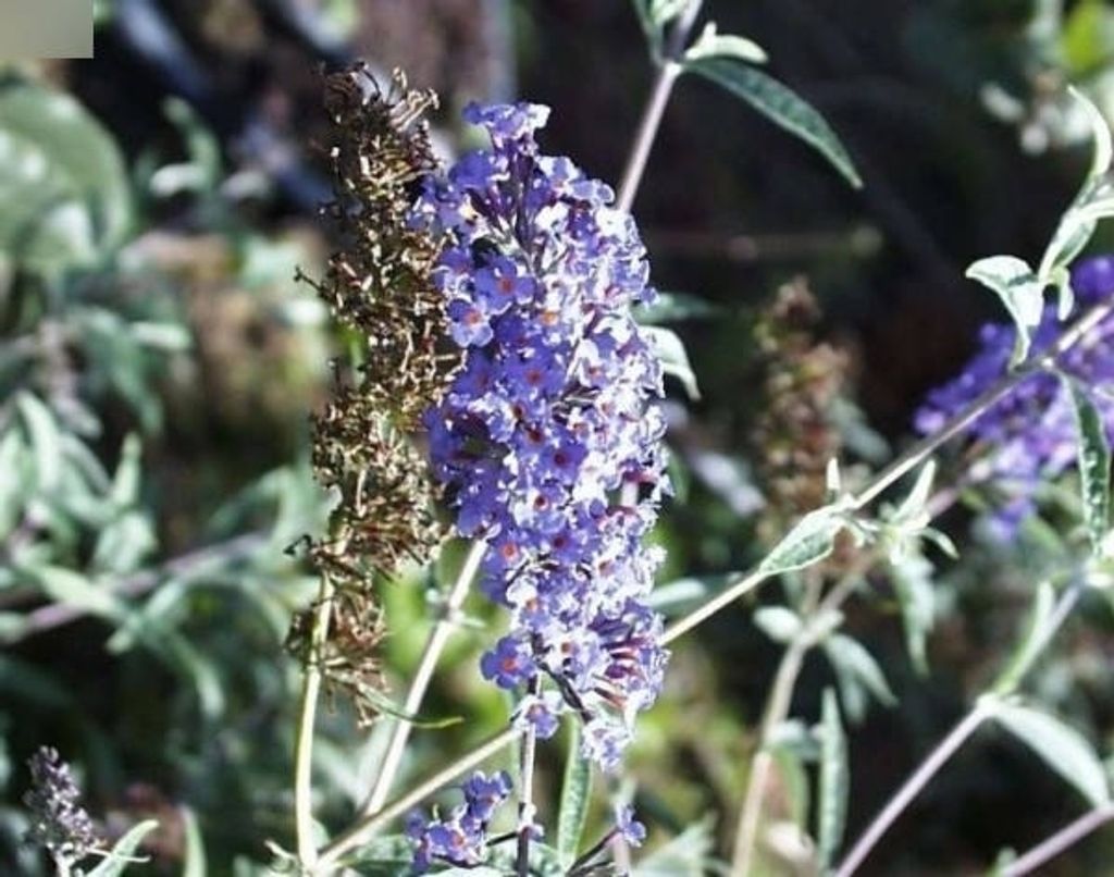 Schmetterlingsstrauch Nanho Blue - Buddleja davidii Nanho Blue (60-100)