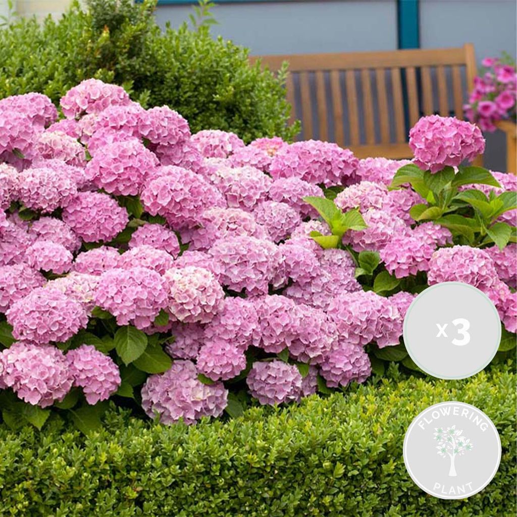 3x Hydrangea macrophylla \'Early Rosa\' Kaufland.de