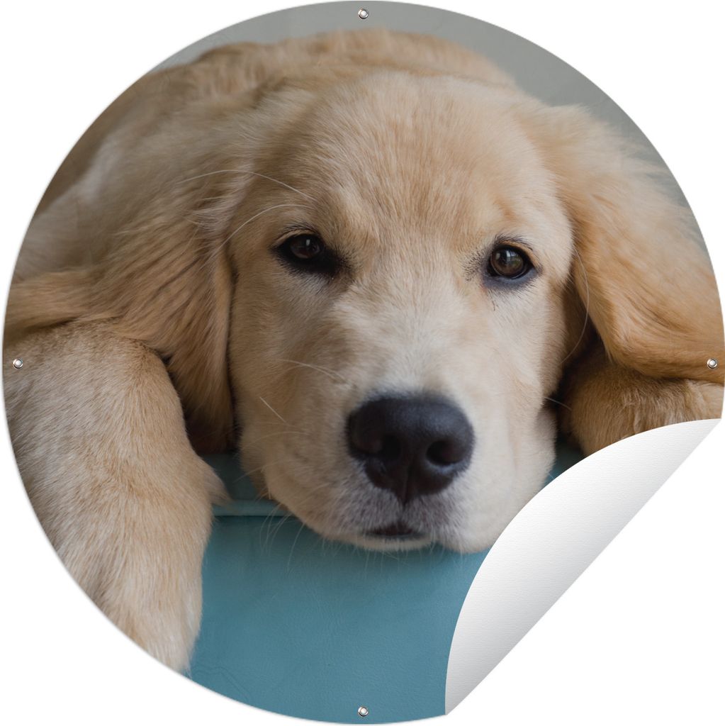 MuchoWow Gartenposter Outdoor-Poster Rund Ein liegender Golden Retriever Ø 150 cm Gartendeko Rundes Poster draußen