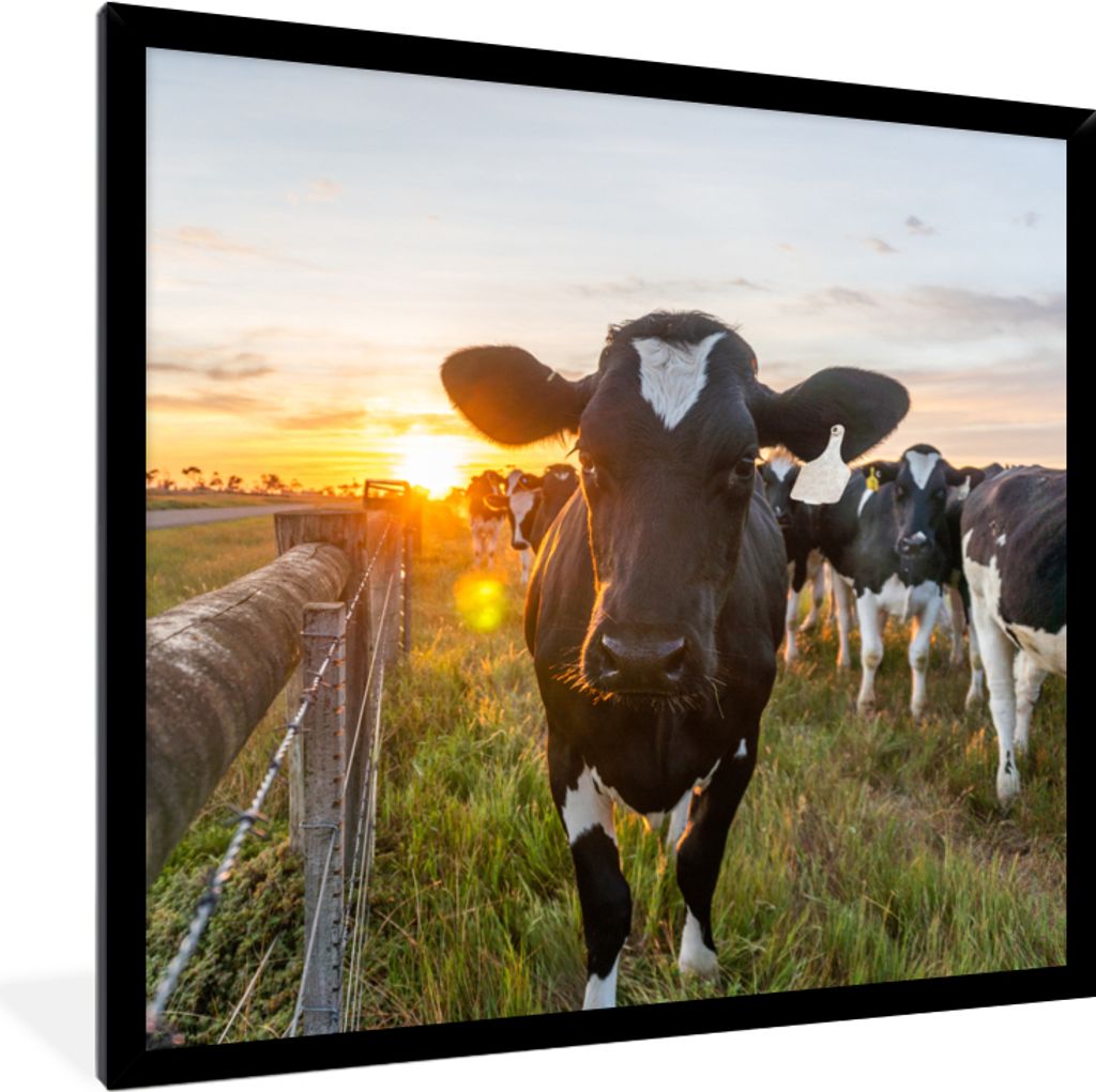MuchoWow Gerahmtes Poster Kühe - Sonne - Zaun 40x40 cm - Poster mit Schwarzem Bilderrahmen Wandposter Rahmen Foto Bilder - Mit Rahmen - Wanddeko...
