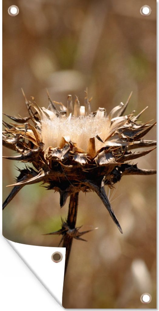 MuchoWow 40x80 cm Outdoor-Poster Gartendeko Sichtschutz Garten Poster für den Garten Getrocknete Distel Sepia-Fotodruck