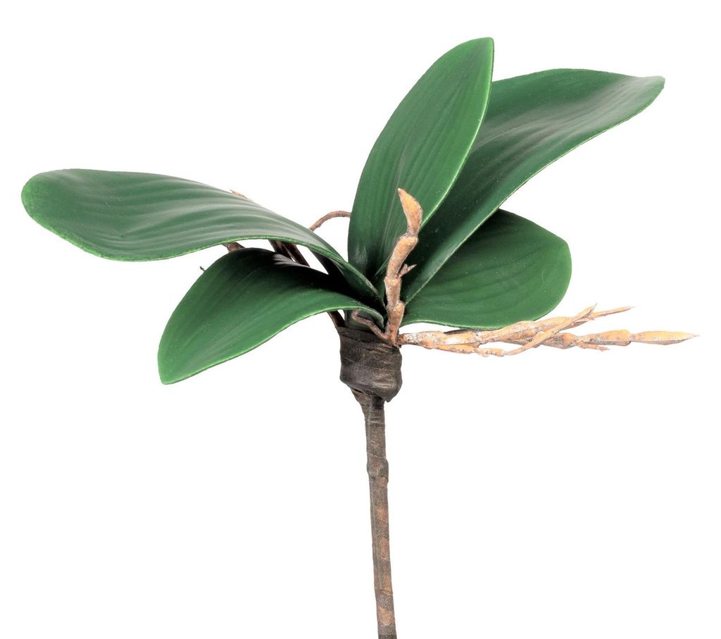 Künstliches Orchideenlaub. 15-18cm, 5 Orchideenblätter mit Produktbild 
