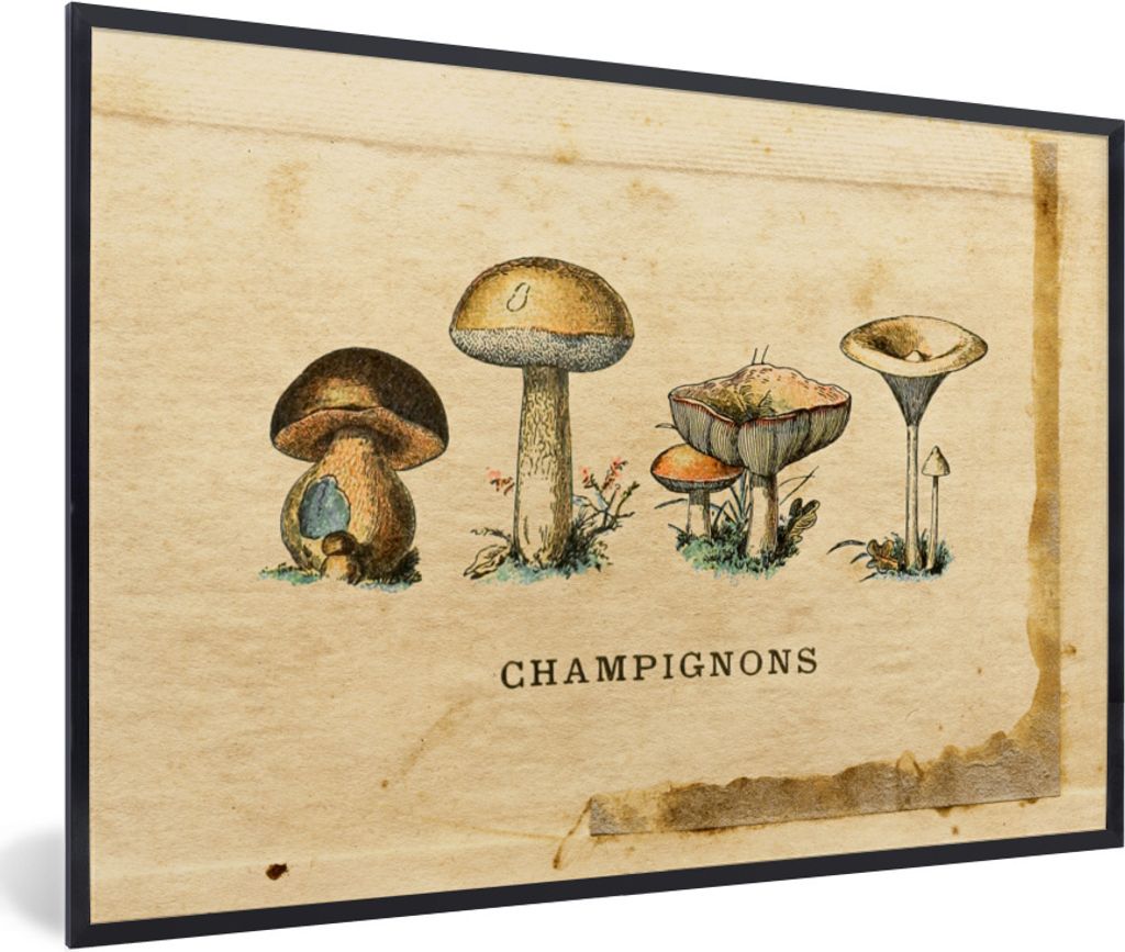 MuchoWow Gerahmtes Poster Pilz - Herbst - Natur 30x20 cm - Poster mit Schwarzem Bilderrahmen Wandposter Rahmen Foto Bilder - Kunstdruck - Bild-Po...