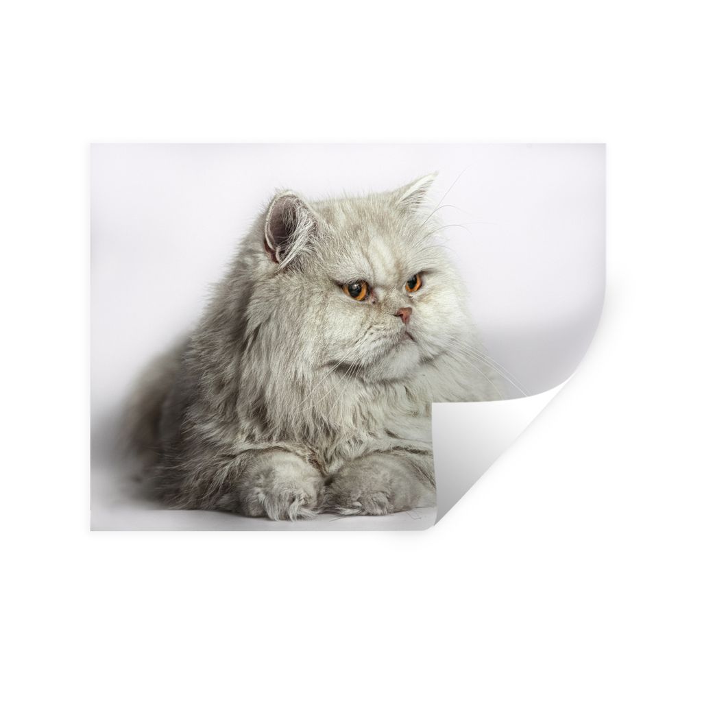 MuchoWow Wandtattoo Wandsticker Wandaufkleber Graue Perserkatze 160x120 cm Selbstklebend und Repositionierbar - Selbstklebend - Fototapeten