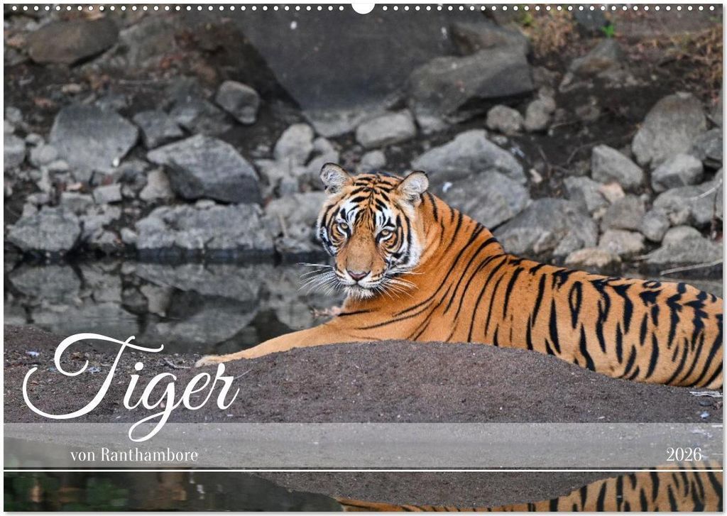 Tiger von Ranthambore (Wandkalender 2026 DIN A2 quer), CALVENDO Monatskalender