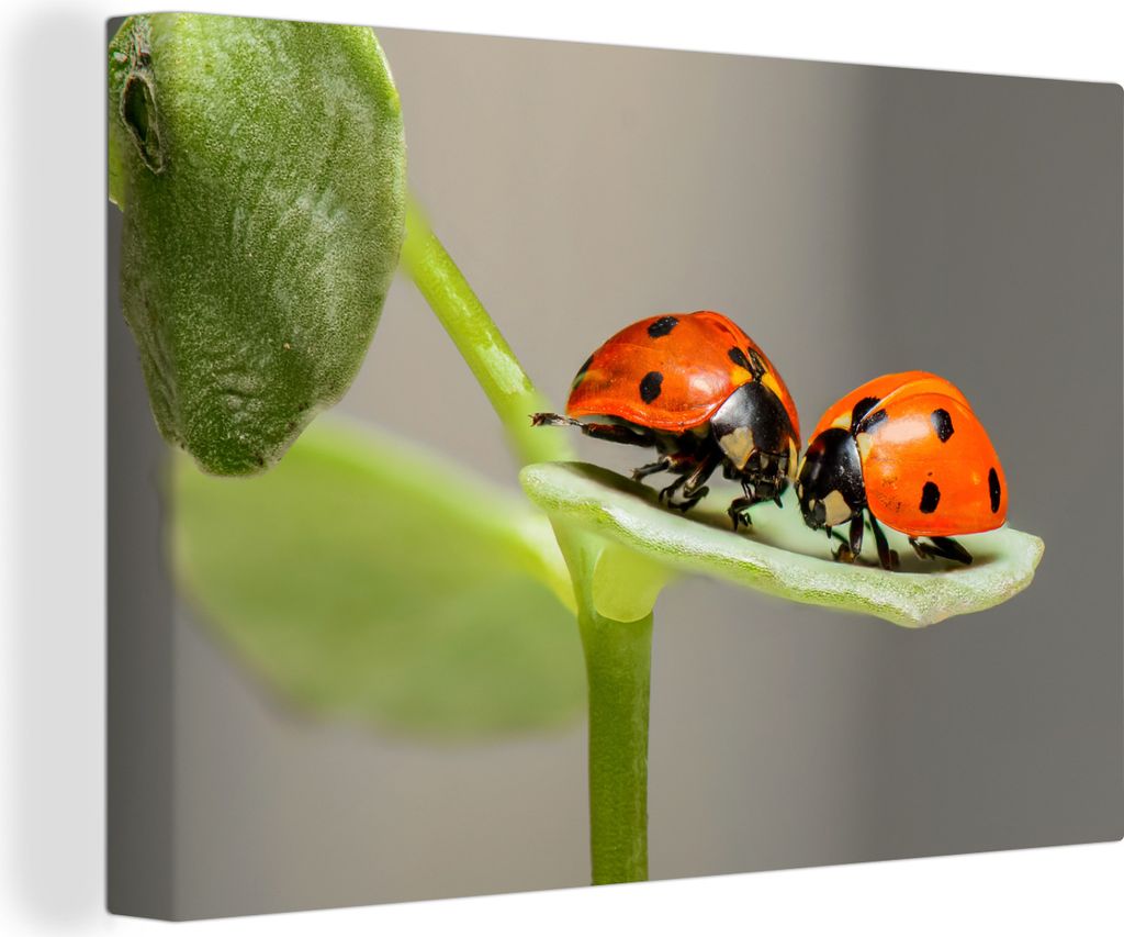 OneMillionCanvasses - Leinwandbilder - 140x90 cm, Zwei Marienkäfer auf Blatt, Wandbilder Kunstdruck Wanddekoration - Foto auf Leinwand - Gemäld...