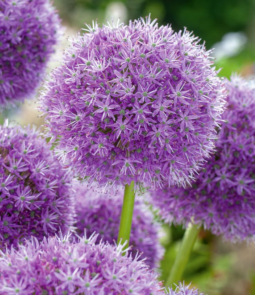 BALDUR Garten 3x Allium 'Gladiator', Zwiebeln mit Umfang Produktbild 