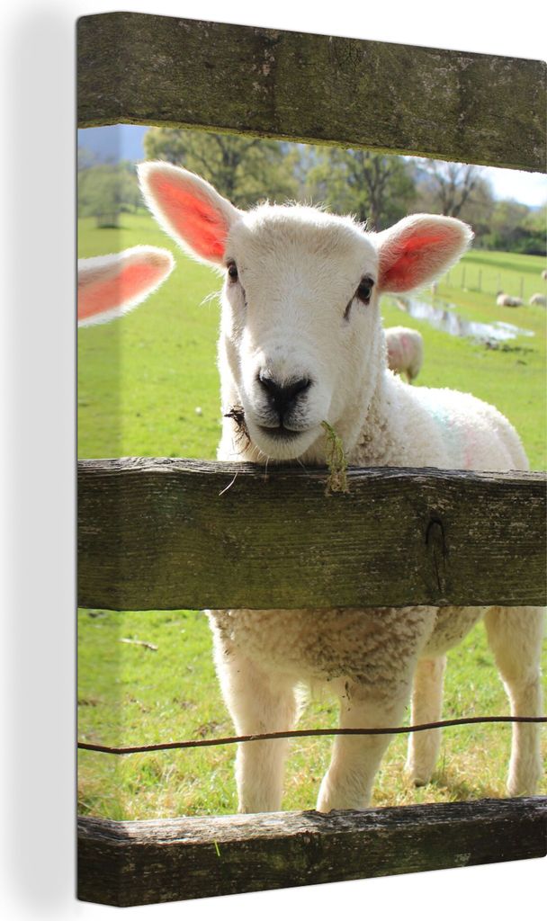 OneMillionCanvasses - Leinwandbilder - 90x140 cm, Schafe - Tiere - Bauernhof, Wandbilder Kunstdruck Wanddekoration - Foto auf Leinwand - Gemälde...