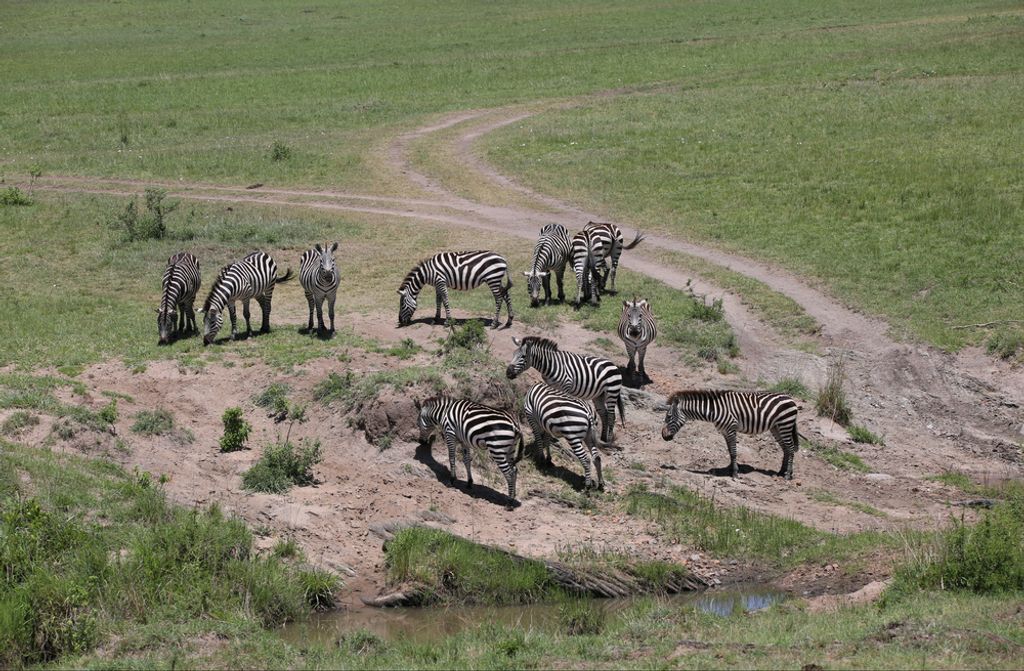 hansepuzzle 81245 - Zebras Puzzle, 500 Teile, Natur, 46,0 x 30,0cm mit hochwertiger Aufbewahrung, Kartonbox und wiederverschließbarem Beutel