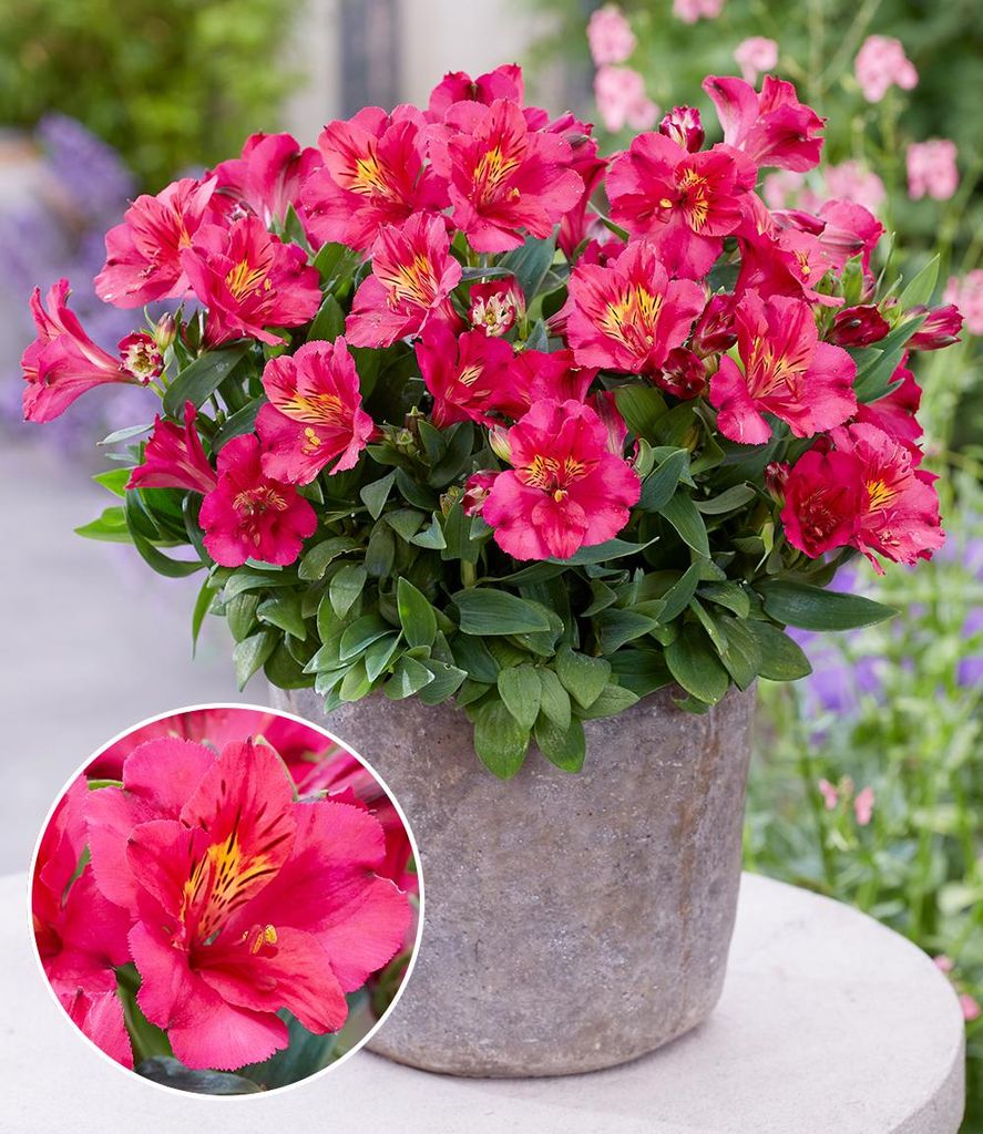 BALDUR Garten Winterharte Alstromeria Incalys® 'Cherry', 1 Produktbild 