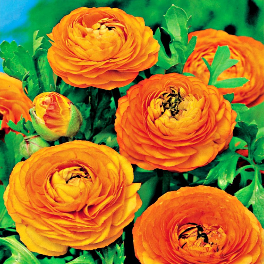 Ranunkel Blumenzwiebel Topfblume Gartenblume Ranunculus Ranunkel orange 5 St.