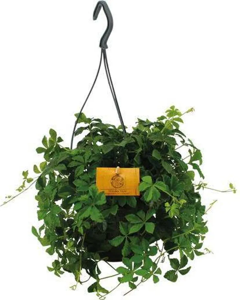 Plante pour étagère Parthenocissus striata lierre décoratif Ø 15 cm