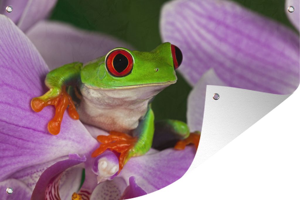 MuchoWow 120x80 cm Outdoor-Poster Gartendeko Sichtschutz Garten Poster für den Garten Frosch - Orchidee - Reptil