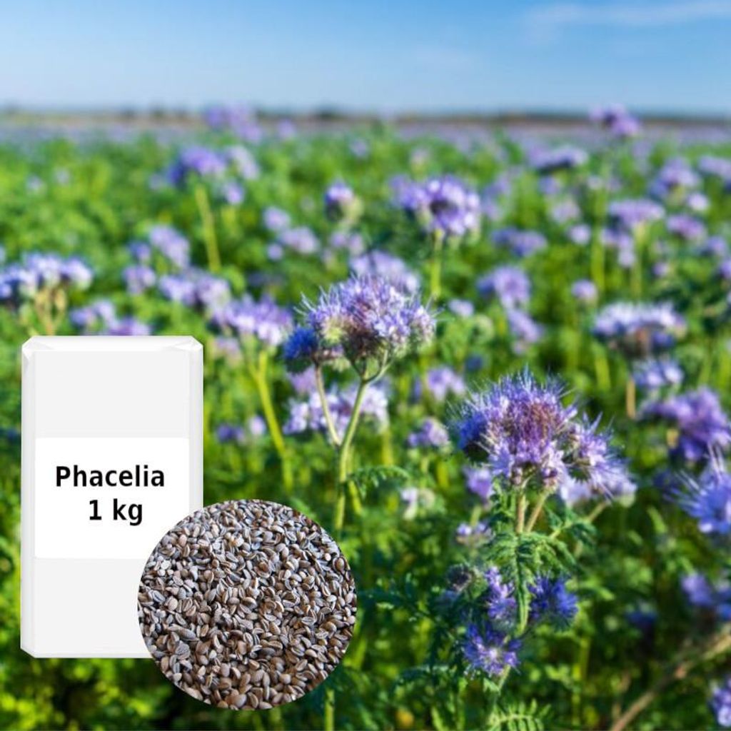 Phacelia 1 kg Gründüngung Stilllegung Zwischenfrucht Bodenverbesse Humusbildung Blaue Phacelia
