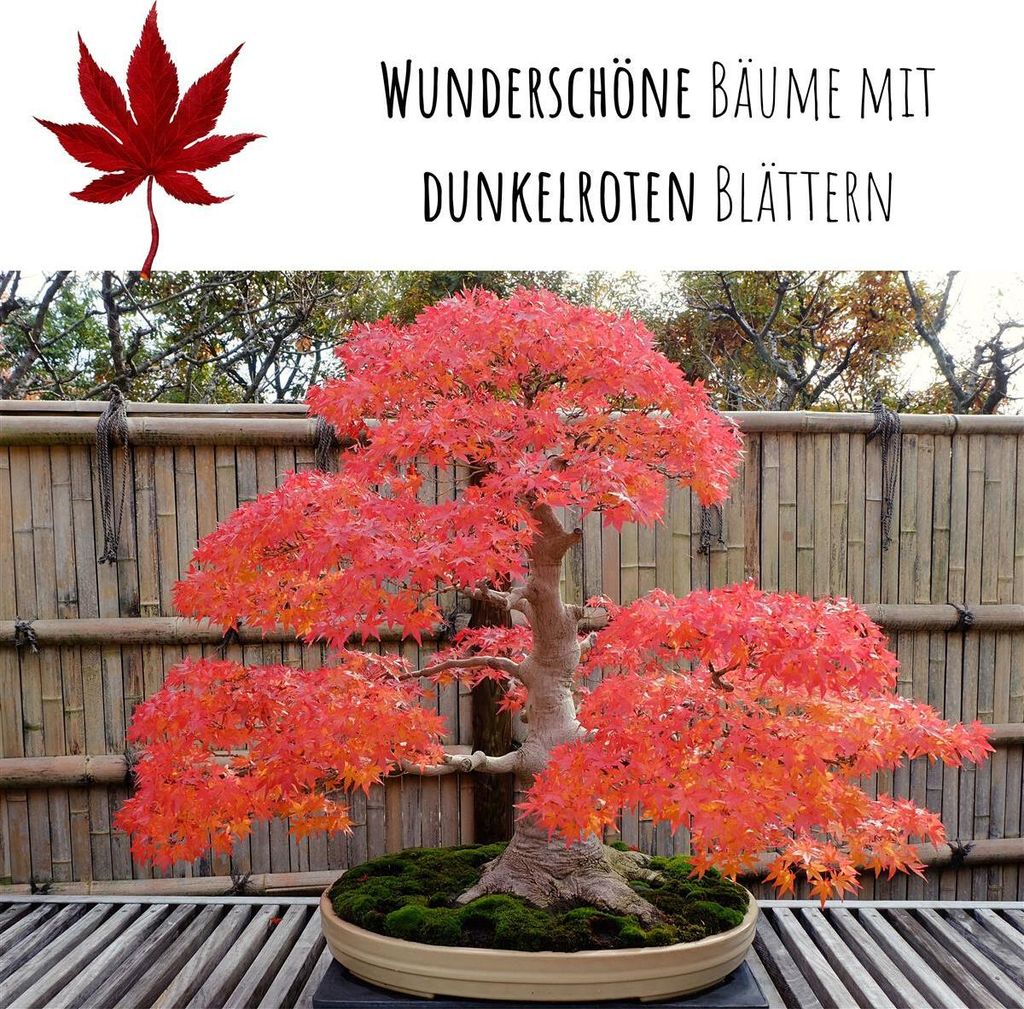 Auergewhnliche Bonsai Samen Roter Fcherahorn