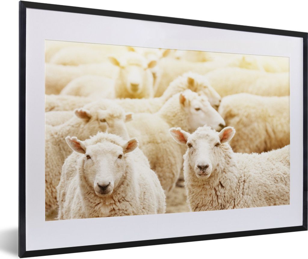 MuchoWow® Gerahmtes Poster Schafe - Wolle - Weiß 60x40 cm - Produktbild 
