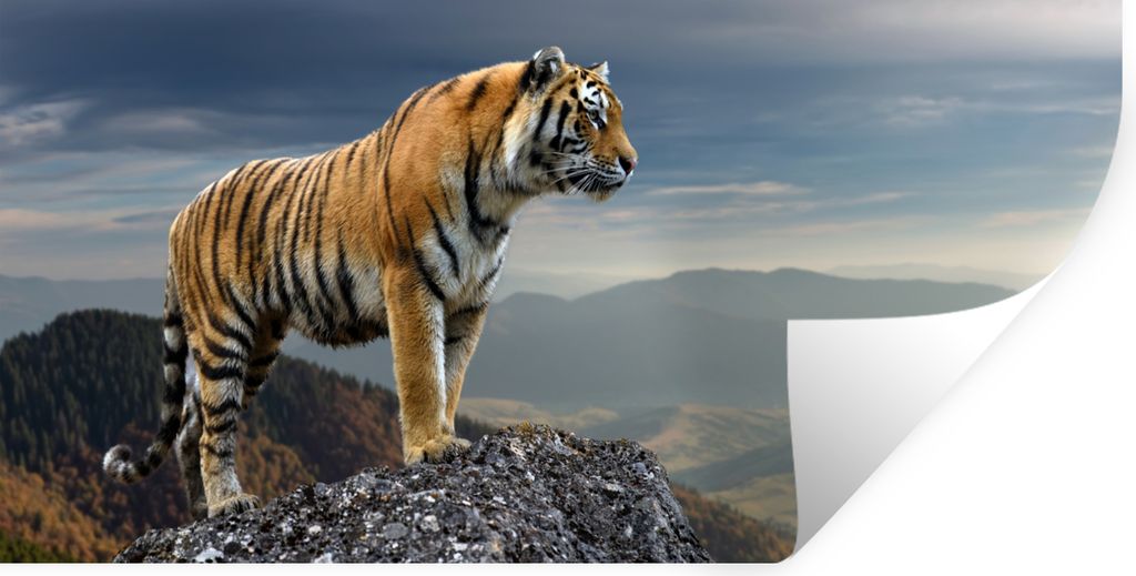 MuchoWow Wandtattoo Wandsticker Wandaufkleber Tiger - Berg - Natur - Landschaft 120x60 cm Selbstklebend und Repositionierbar - Sticker - Dekorfolie