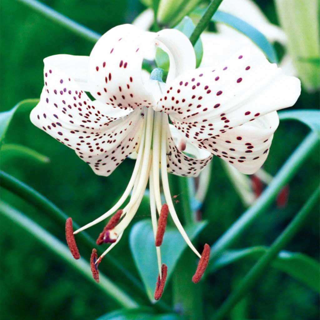 Lilien Blumenzwiebeln Zwiebeln Blumen Tigerlilie White Produktbild 
