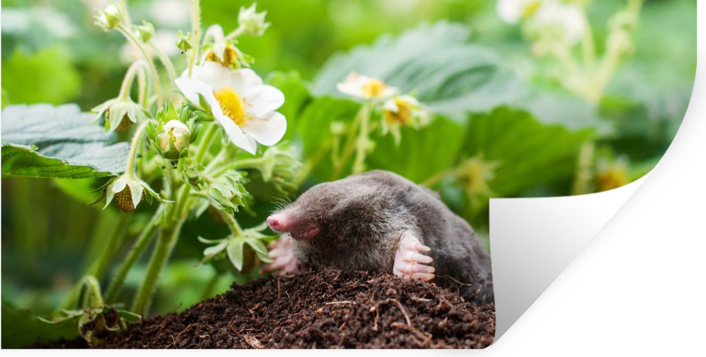 MuchoWow Wandtattoo Wandsticker Wandaufkleber Tier - Garten - Maulwurf 40x20 cm Selbstklebend und Repositionierbar - Aufkleber