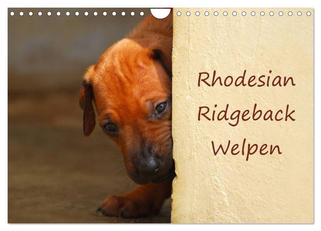 Rhodesian Ridgeback Welpen (Wandkalender 2027 DIN A4 quer), CALVENDO Monatskalender
