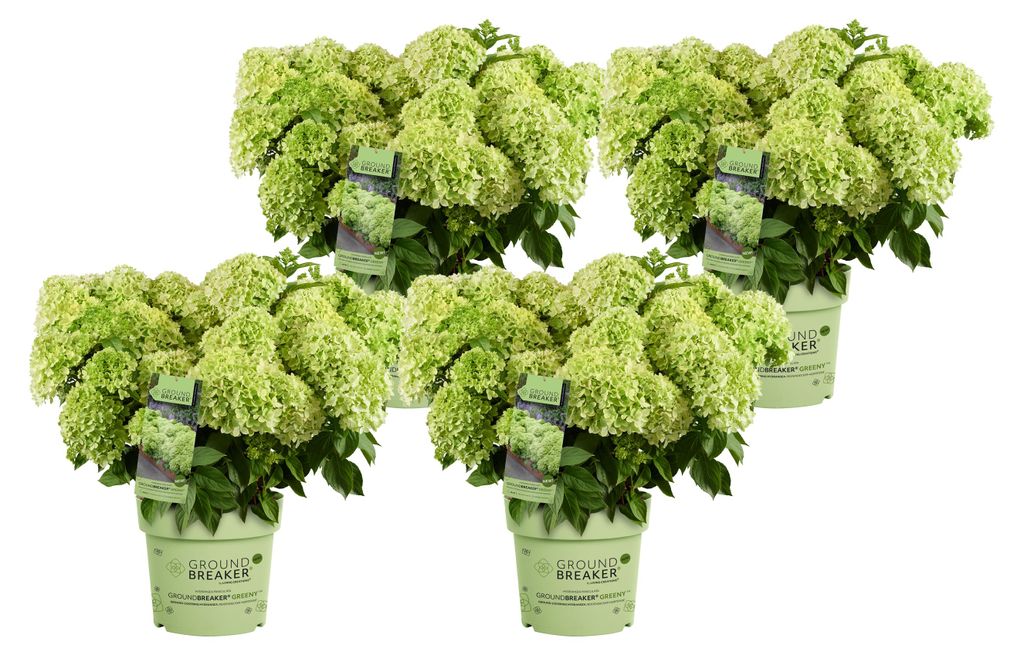 Dehner Bodendecker-Rispenhortensie Groundbreaker® Greeny™, Produktbild 