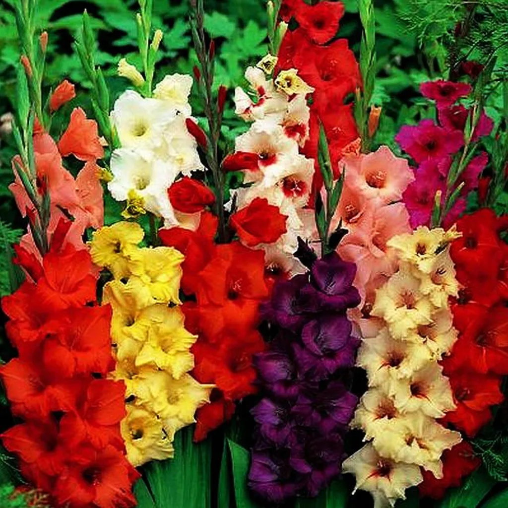Bulbes de glaïeuls pour massifs et bouquets - Mix 200 pièces de 10/12