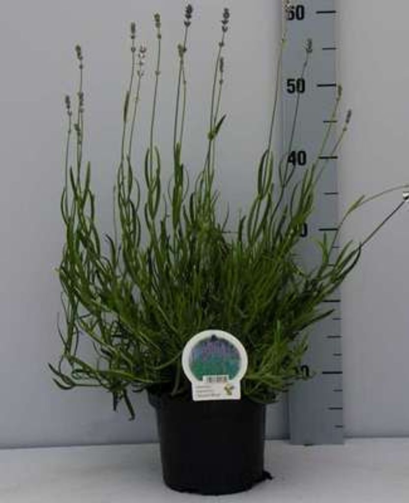 Lavandula ang. 'Dwarf Blue' - Lavendel - Container 2 liter