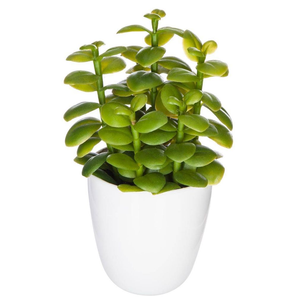 Sukkulente & kaktuspflanze h18cm - Atmosphera créateur d'intérieur